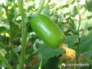 几月份种黄瓜最好？手把手教你种黄瓜技巧
