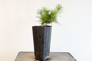 松树移植的方法