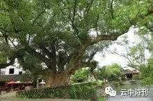 在苏州留园的古紫薇树下园艺师吴姐传授个诀窍：