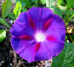 旋花科牵牛属，梦幻藤蔓新宠