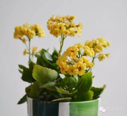 命理因素影响养花运势