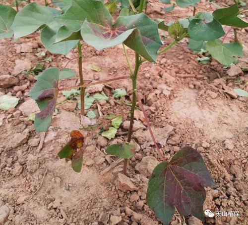 棉铃虫防治时节来临