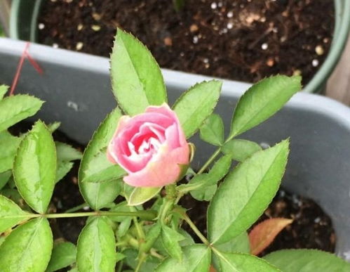 小月季花养护小技巧， 花开得梗艳丽