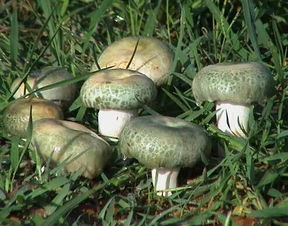 超全野生菌品种大全，这些美味珍品你了解多少
