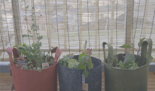 火炬状植物在客厅的摆放建议