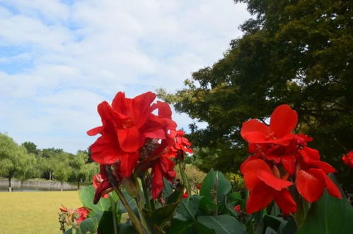 美人蕉的美丽传说