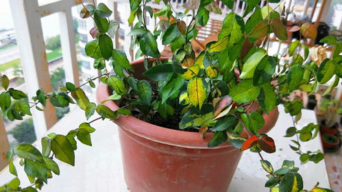 家庭养花，享受生活之美