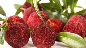 杨梅种子发芽的神奇温差之旅