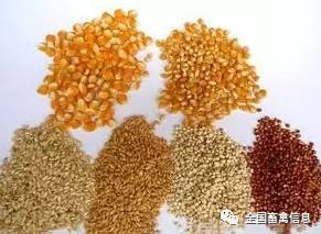 猪饲料中麸皮含量与Neng量消化率之间关系如何？