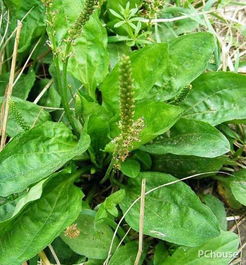 江西车前草育苗亏钱怎么办？三招助你降低成本30%，提前15天出苗！