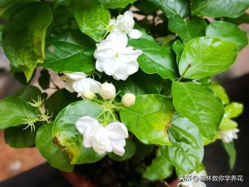 新手养花的技巧