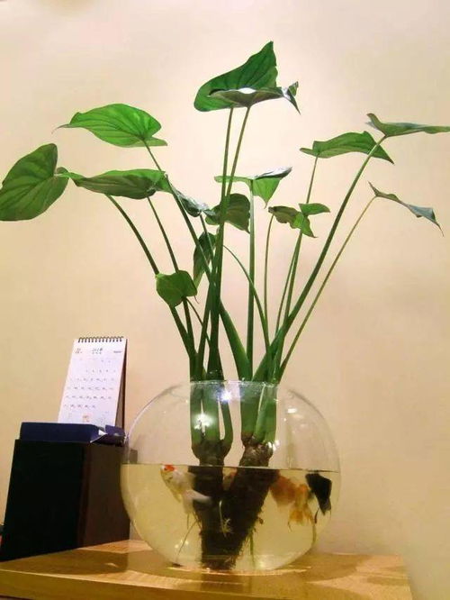 水培花卉种植，选对容器是关键