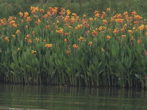 水生花卉的多样世界