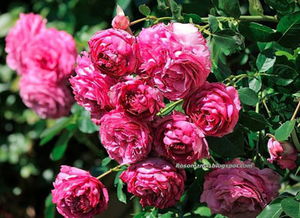 伊芙卡隆月季的花期长吗？我来告诉你！