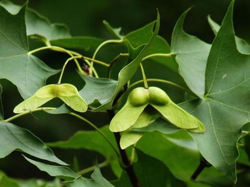 科学密度与产量