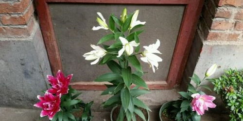 百合花谢后这样处理，枯黄茎一剪，再开花不是梦！