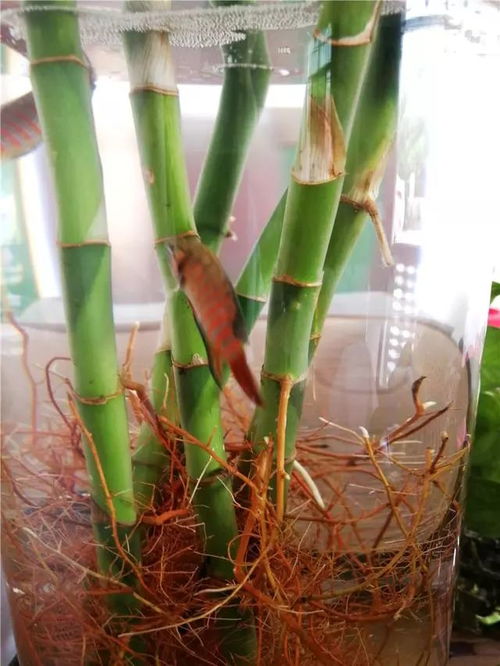 清养花水培法，为何总生小蚊子