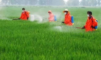 混用与否：听听专家怎么说