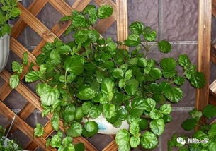 养常春藤的小知识：土壤篇