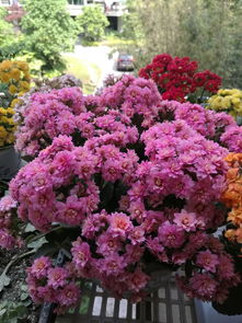 夏日花语：如何应对高温下的种植挑战