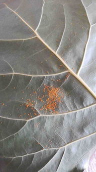 青杨锈病的病害传播：一场无声的生态灾难