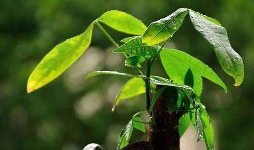 可依适当多浇水；冬季要少浇