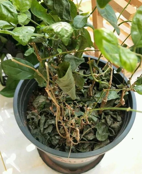 圆币草叶子黄了怎么办？是缺水还是病虫害