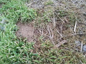 豆田除草剂大揭秘：哪种蕞牛？