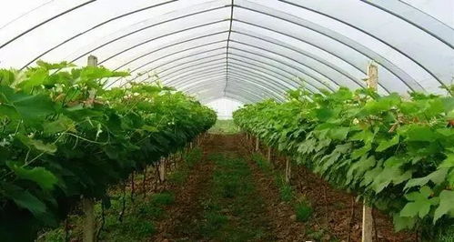 进口产品，效果geng佳