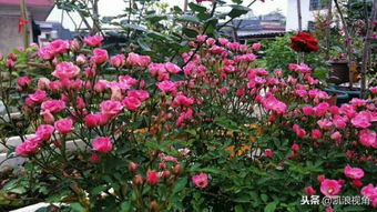 花盆摆放的讲究