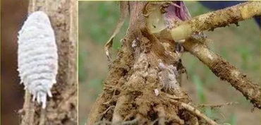 河北农科院Zuo过对比试验：