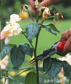 延庆赵叔的绝活：用废旧棉被裹花盆