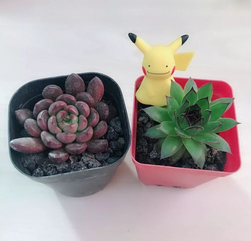 萝卜海棠怎么养才能快速开花？