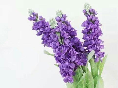 科属定位：十字花科的远亲