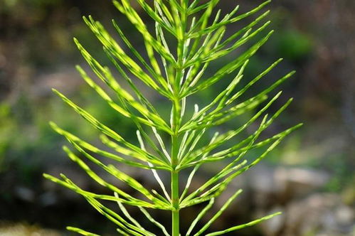 法则二：土壤的选择和改良