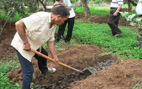 树苗新栽，底肥用不用？