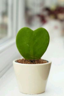 液体驱蚊剂才是王道