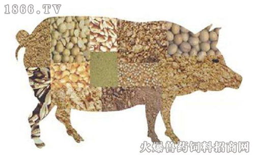 2026年猪饲料原料价格波动对猪饲料行情有何影响？