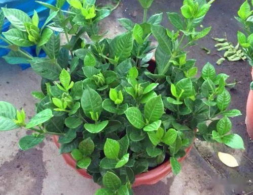 浇水：栀子花的生命之源