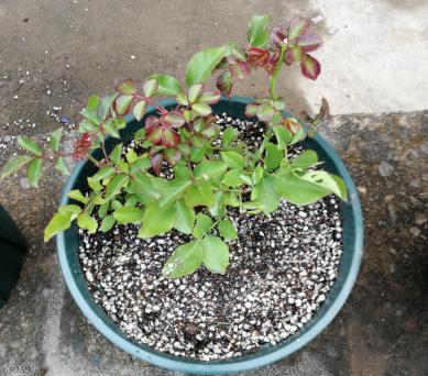 先来说说摩纳哥公爵的缺点吧