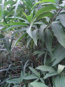 树干的特殊标记：瘤状突起与皮孔