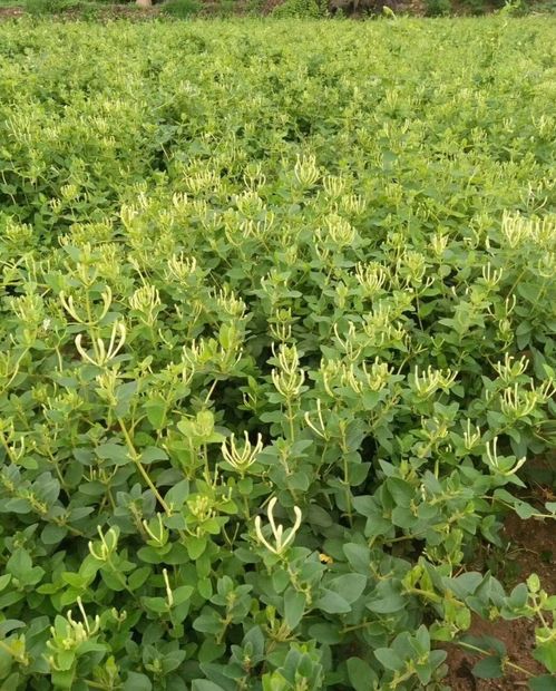 金银花种植：病害防治的疑惑解答