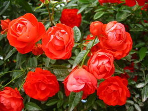 地被月季：矮小而群体性强