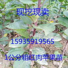 南方北方种植时间大揭秘