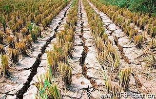 增收的花草种植