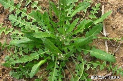 高温天选品种，牢记这三点