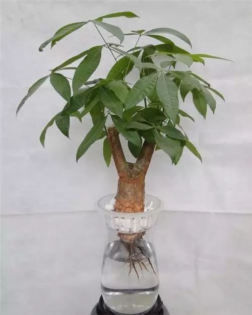 紫竹水培用生根粉，如何操作更有效