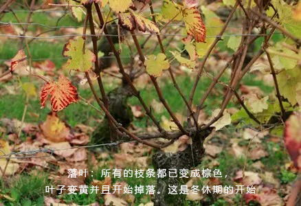 私信TA葡萄冬天埋藏方法 葡萄冬天埋藏是一个重要的保护措施，以帮助葡萄平安度过寒冷的冬季。