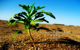 青松，象征坚韧不屈