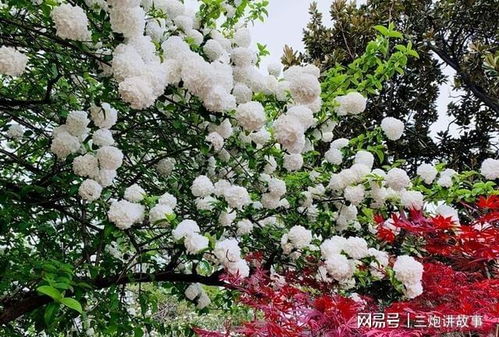 木本花卉：花开四季， 美丽动人